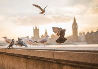 STF valida lei do RJ que proíbe testes em animais na indústria de higiene pessoal e limpeza