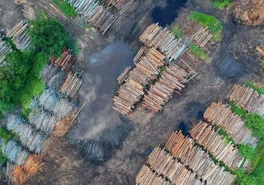 Segunda Turma confirma multa de valor fixo por hectare desmatado em área de preservação ambiental